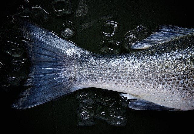 Cuándo debes optar por el pescado fresco y cuándo por el congelado