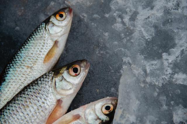 Comprar pesacdo fresco ha de ser una realidad. Te enseñamos a diferenciar un pescado fresco de uno que no lo está. Compra segura